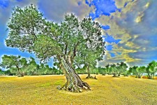 _DSC0096 W